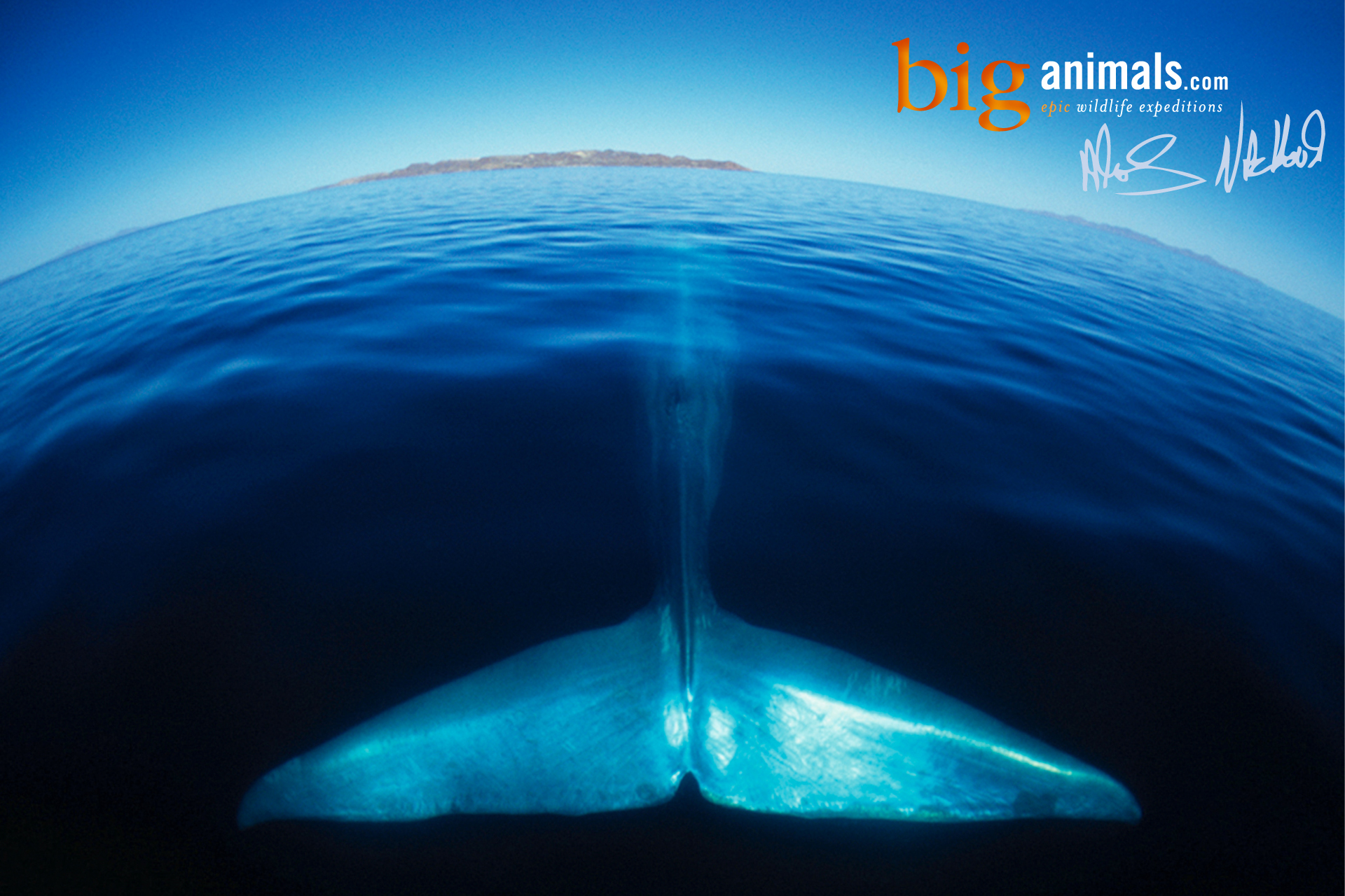 Back Gallery For Blue Whale Desktop Wallpaper