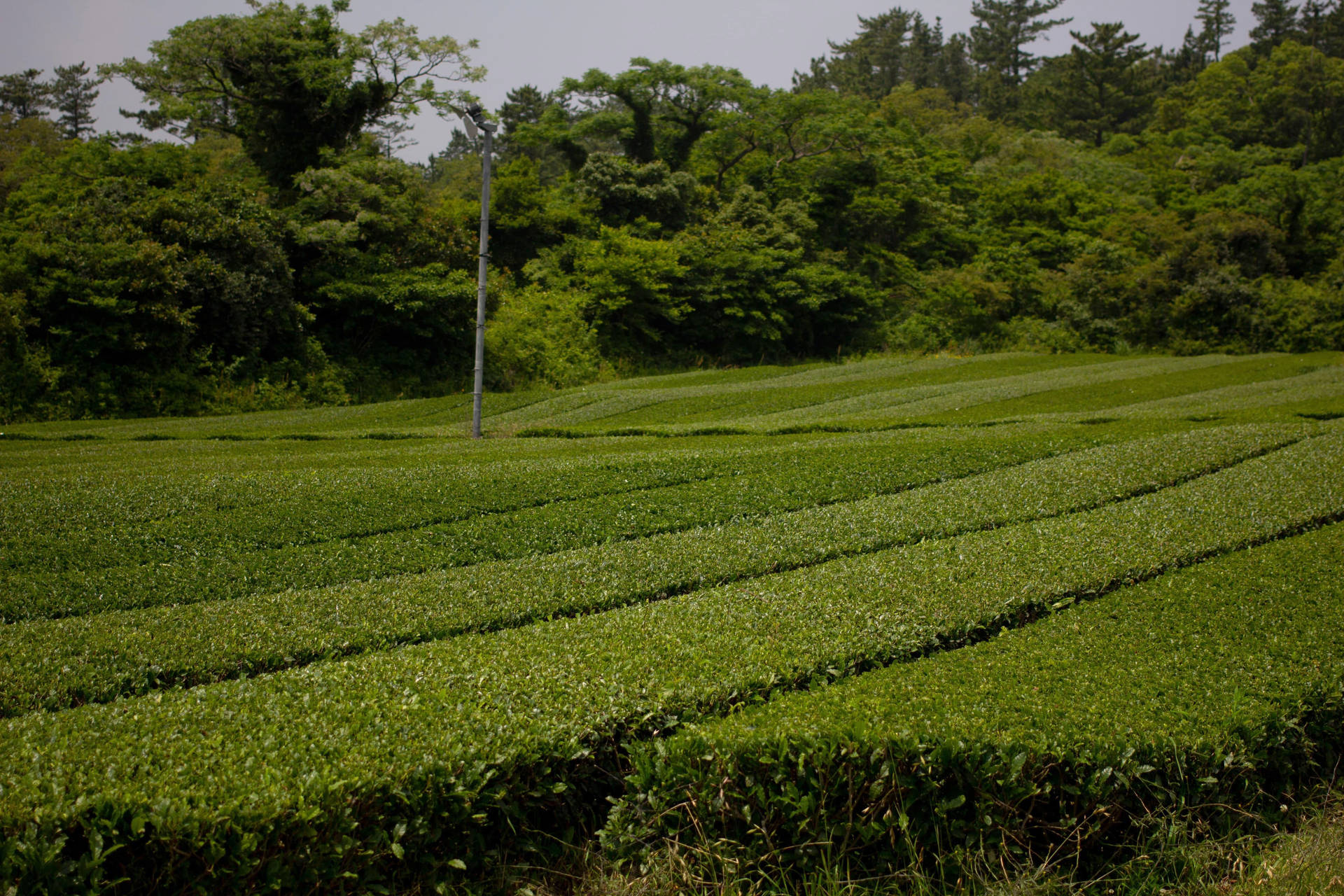 Tea Garden Wallpaper