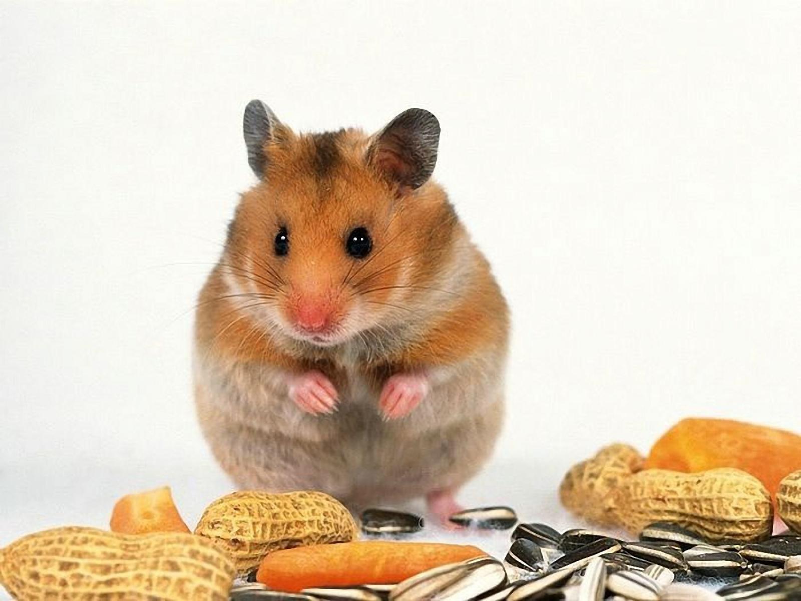 Pics Photos Cute Golden Hamster Wallpaper