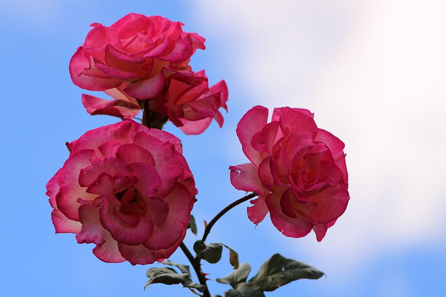 HD Wallpaper Pink Rose Bloem Bloesem Bloeien Roze Roos