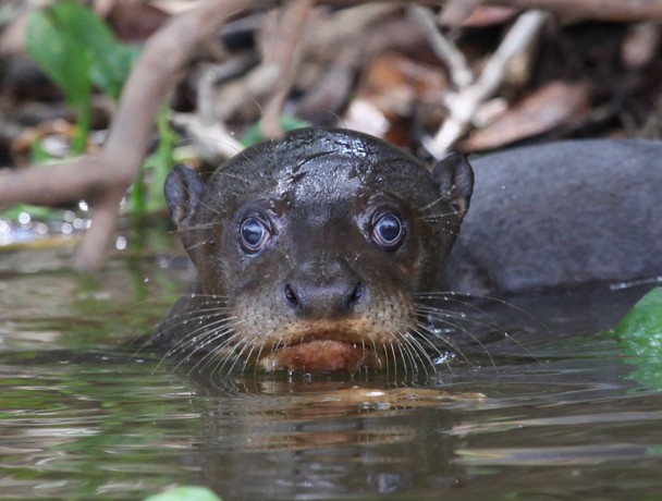 Baby Giant River Otter National Geographic Photo Contest