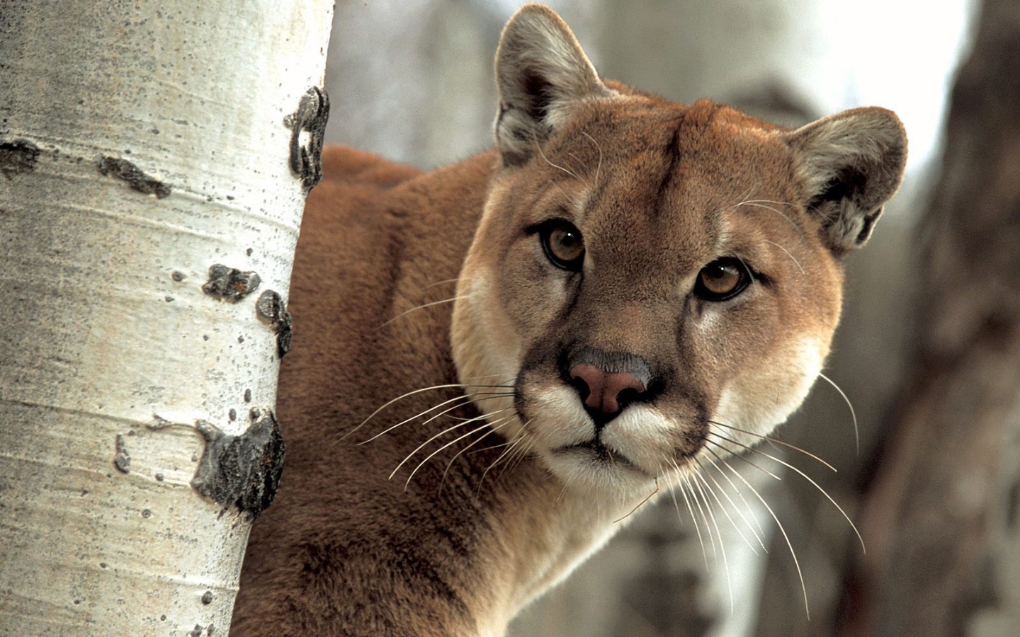 Cougar Puma Image Wallpaper Photos