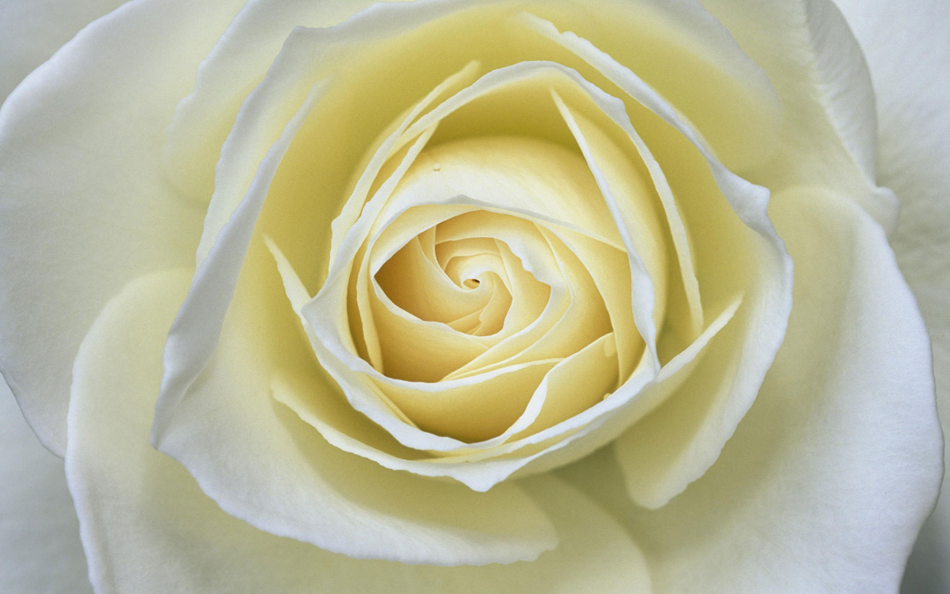 Elegant Yellow Rose Close Up Wallpaper Plant Desktop Background