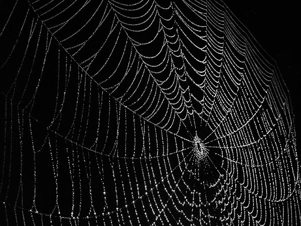 The New Ramblings Of A Creative Mind E B White Poem Spider Web