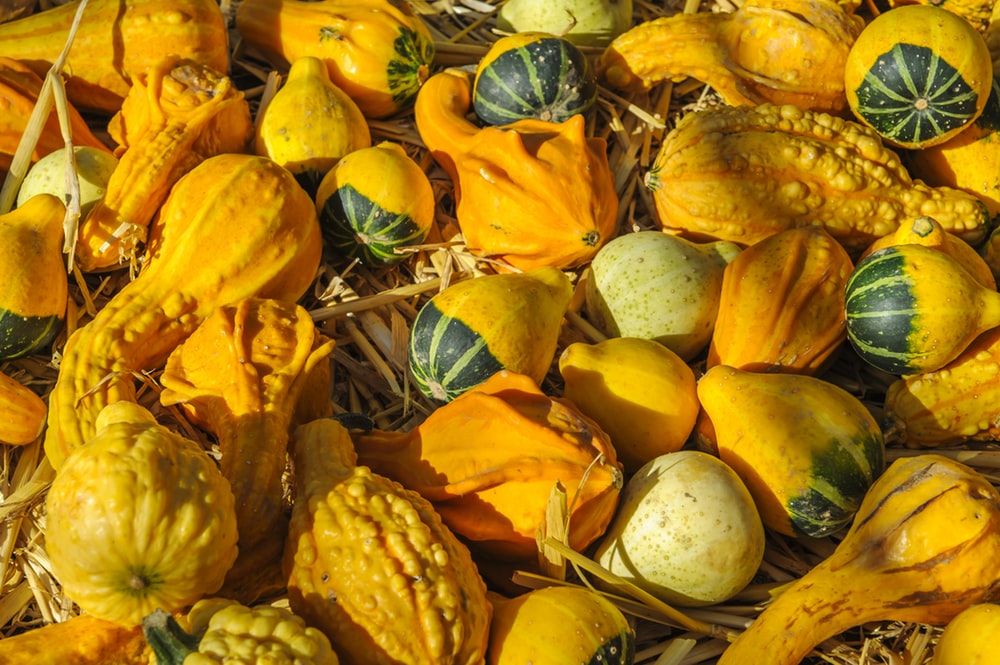 Gourd Pictures HD Image