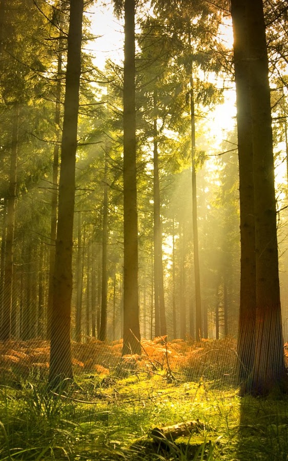 Sunny Forest Live Wallpaper Android Apps On Google Play