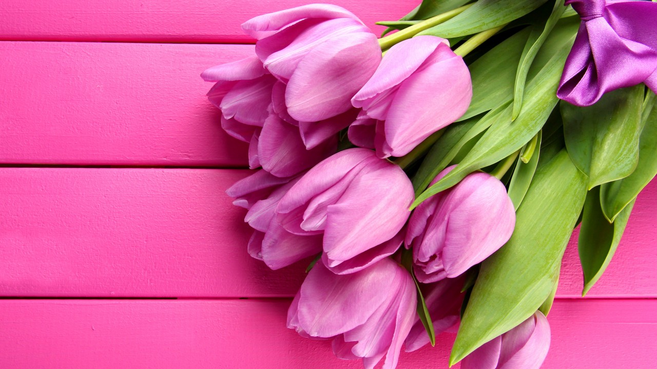 Wallpaper Tulip 4k HD Spring Flower Pink Nature