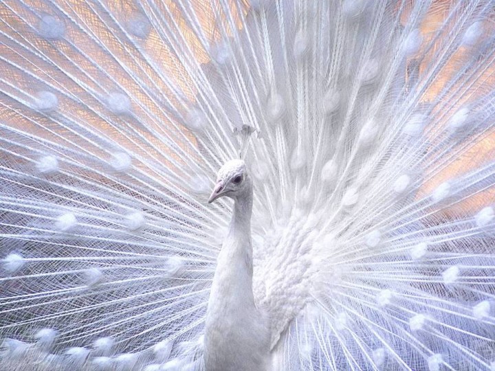 Free download Latest white color Peacock picture HD wide screen wallpaper  2012 2013 [720x540] for your Desktop, Mobile & Tablet | Explore 74+ White  Peacock Wallpaper | Peacock Wallpaper, Peacock Background, Wallpaper Peacock