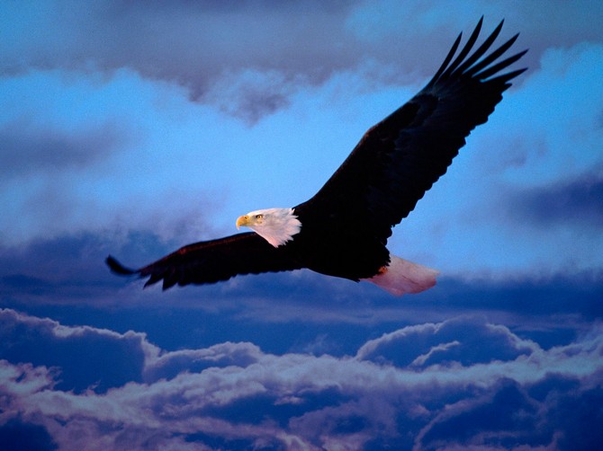 On Freedom s Wings wallpaper   Birds   Nature   Wallpaper Collection