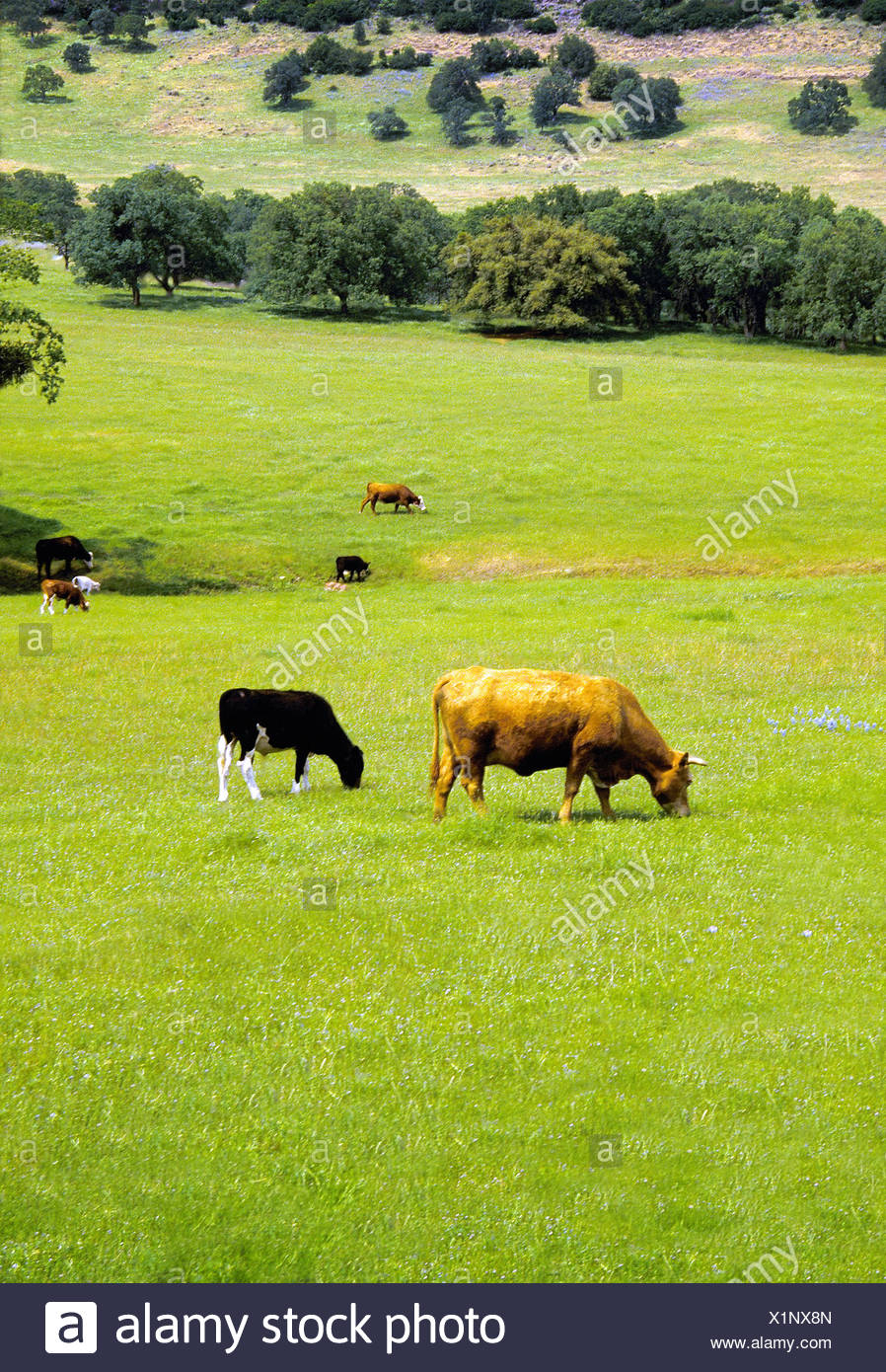 Cows Yellow And Black Grazing In Pastoral Looking Grassy Field