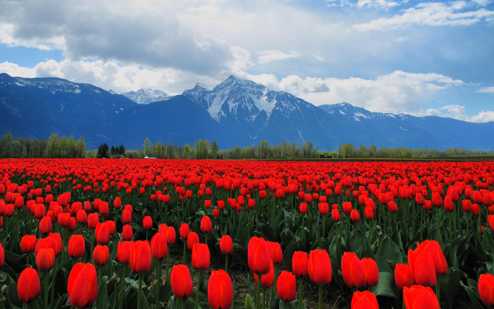 Red Tulip Army Wallpaper HD