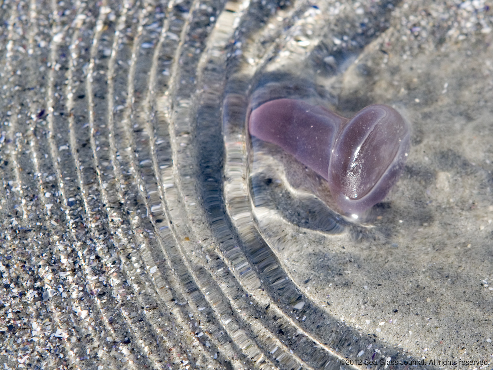 Sea Glass Photography