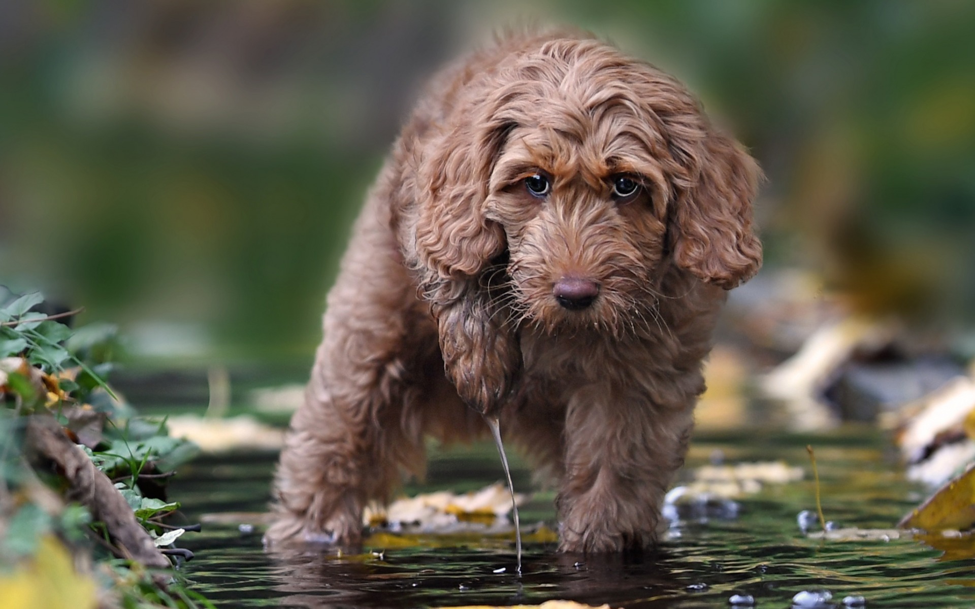 Wallpaper Labradoodle Puppy Small Dog Cute Animals