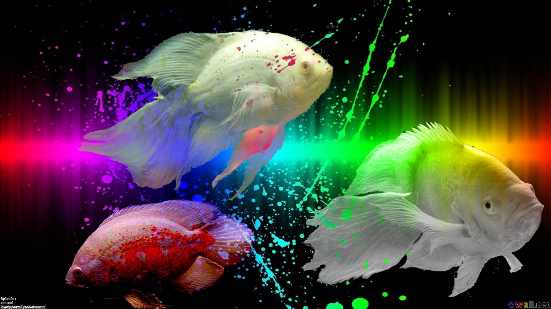 Free download Oscar fish Fish Wallpaper [1920x1080] for your Desktop,  Mobile & Tablet | Explore 75+ Fish Wallpapers | Fish Wallpaper, Fish  Background, Fish Backgrounds