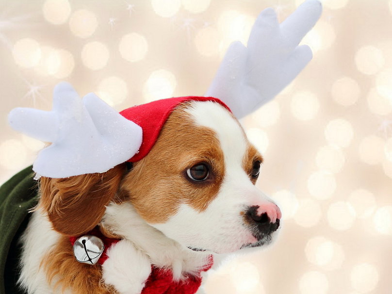 Adorable Christmas Dog Wishes Hope Holidays Best Merry Happy
