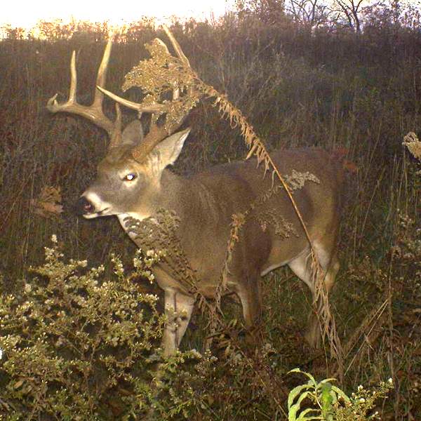 Deer Hunting Background Funny Doblelol