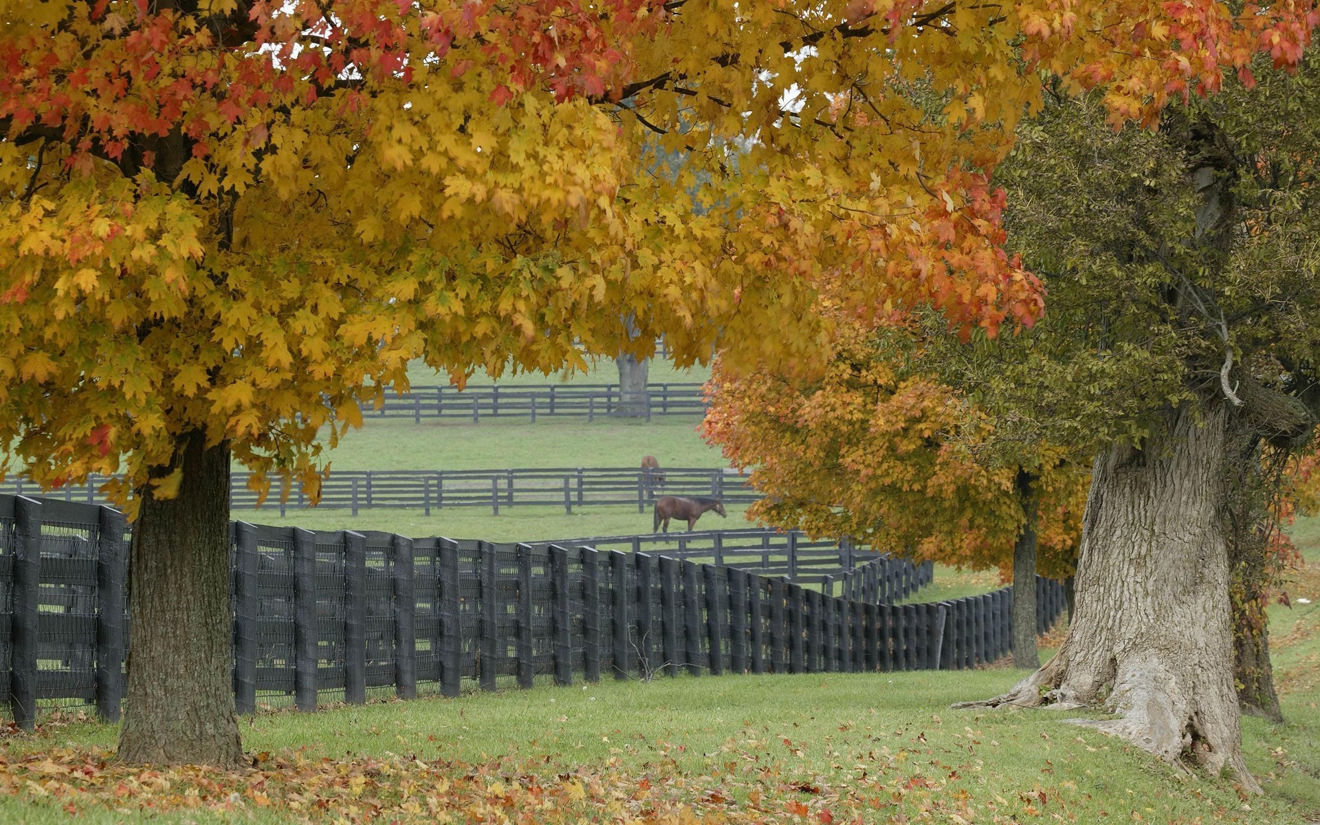 Horse Farm In Autumn Wallpaper