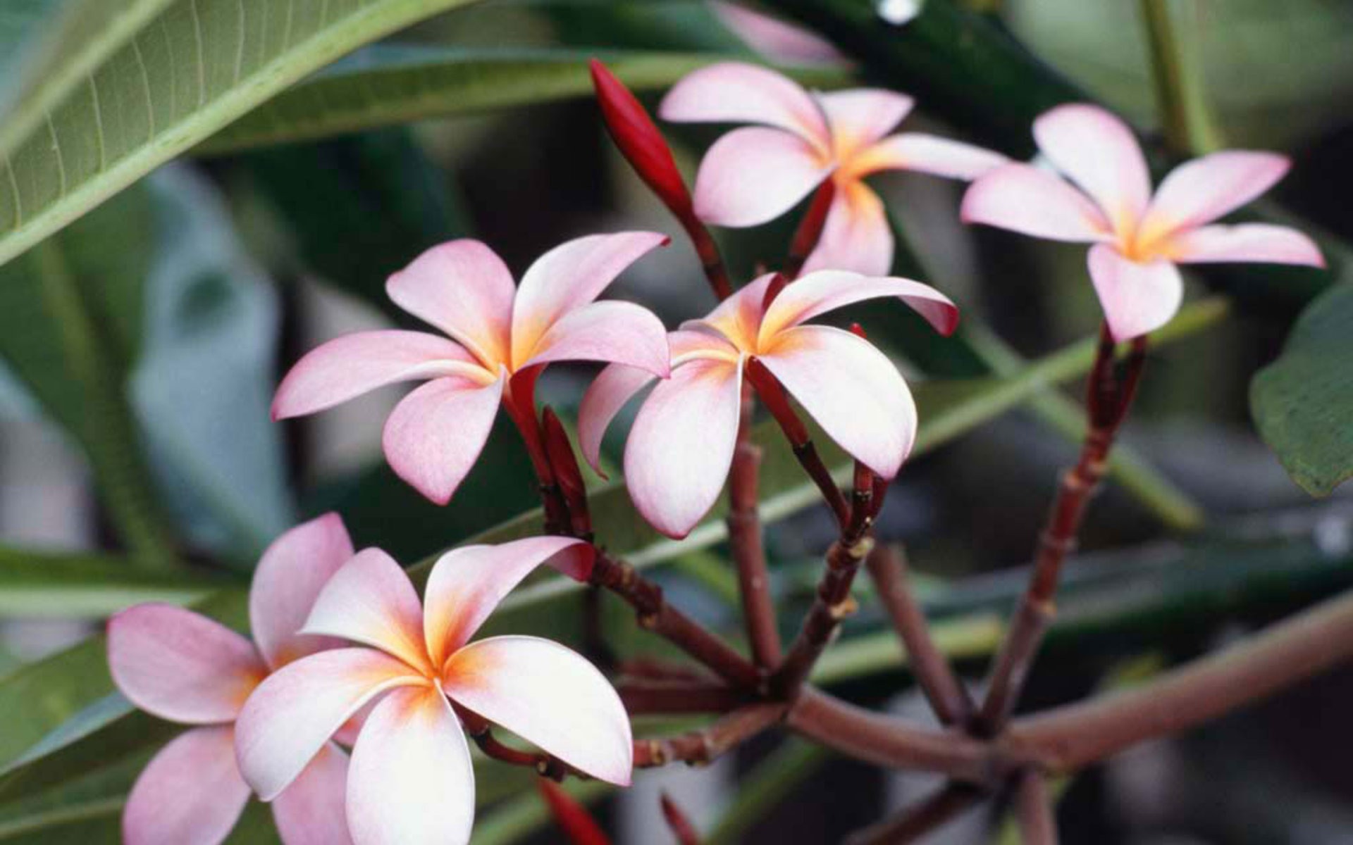 Frangipani Flower Wallpaper Wallpaper9