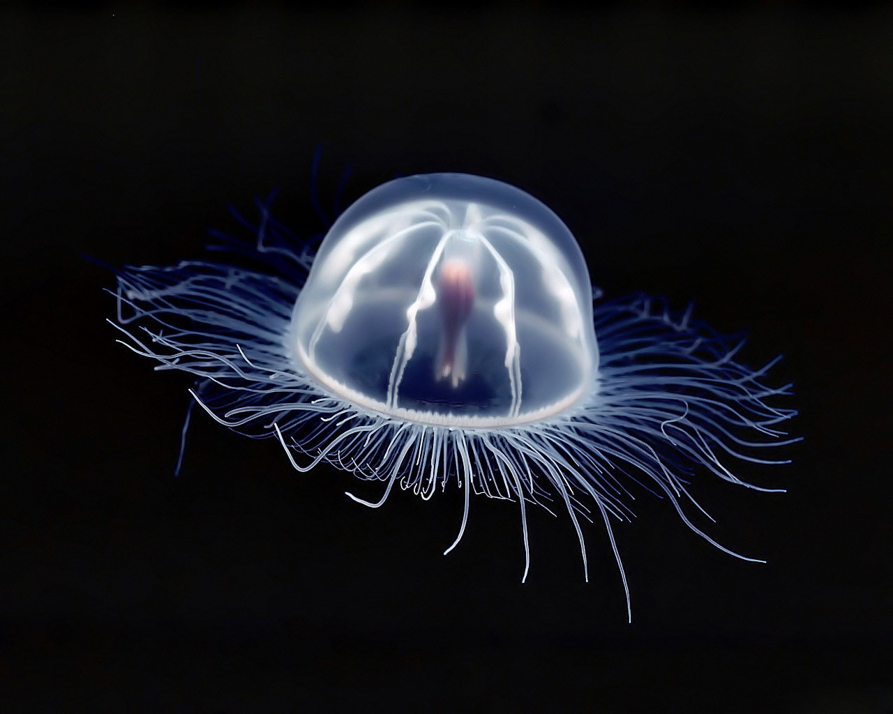 HD Wallpaper Box Jellyfish Underwater Desktop
