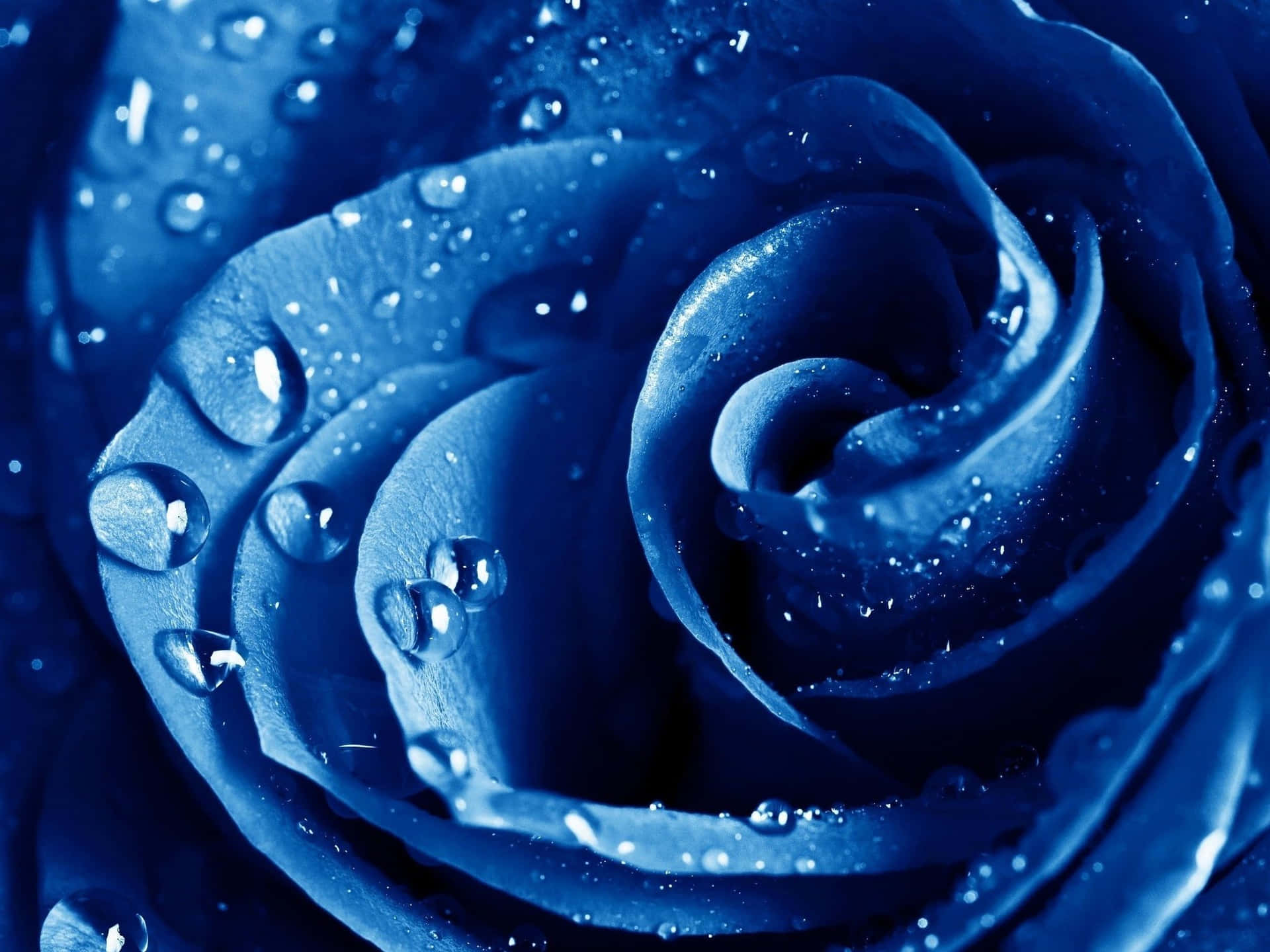 Dark Blue Rose Abstract Wallpaper
