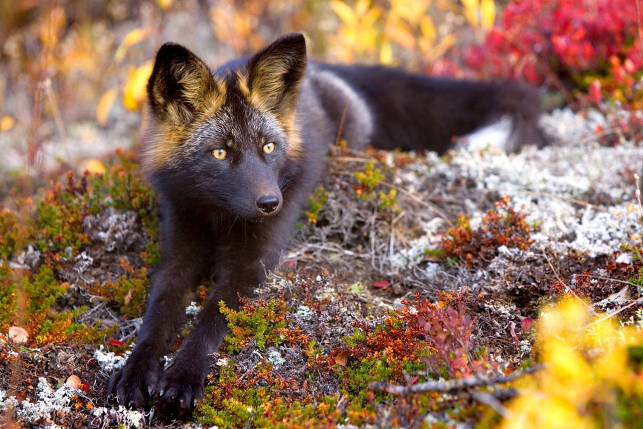 Incredible Photographs Of The Rare Silver Fox