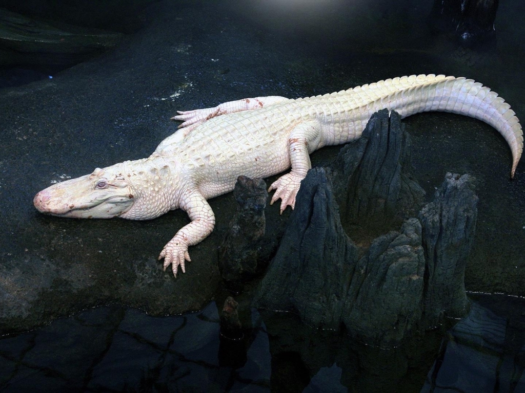 White Alligator HD Wallpaper