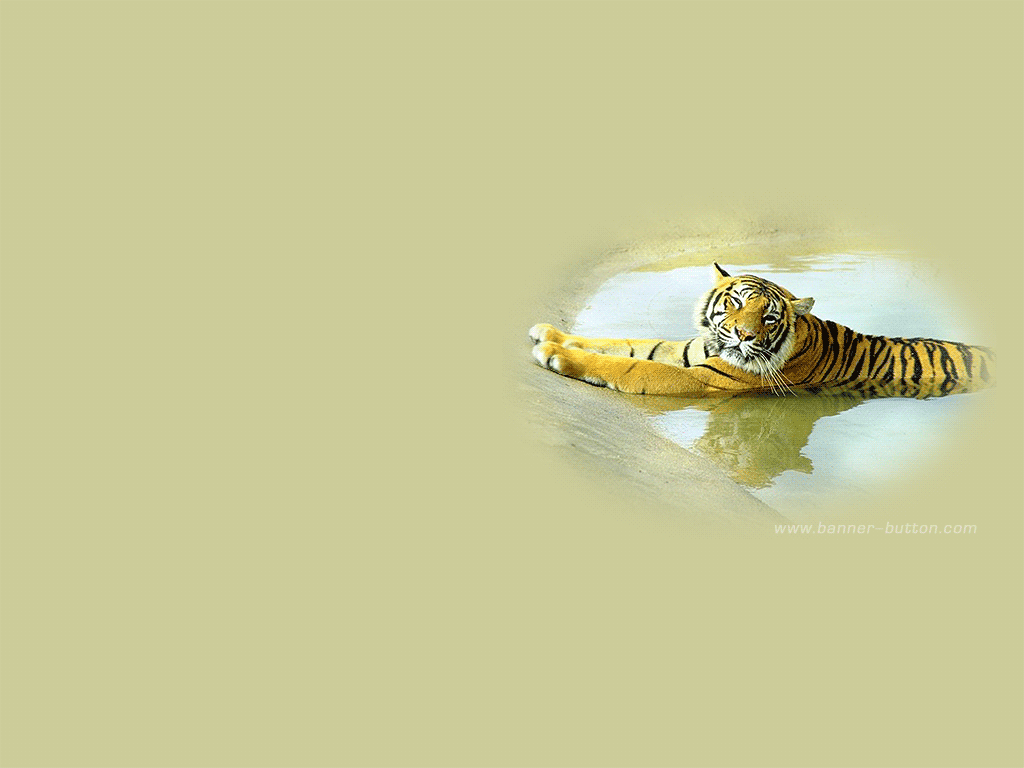 Animated Wallpaper Tiger Wall Paper