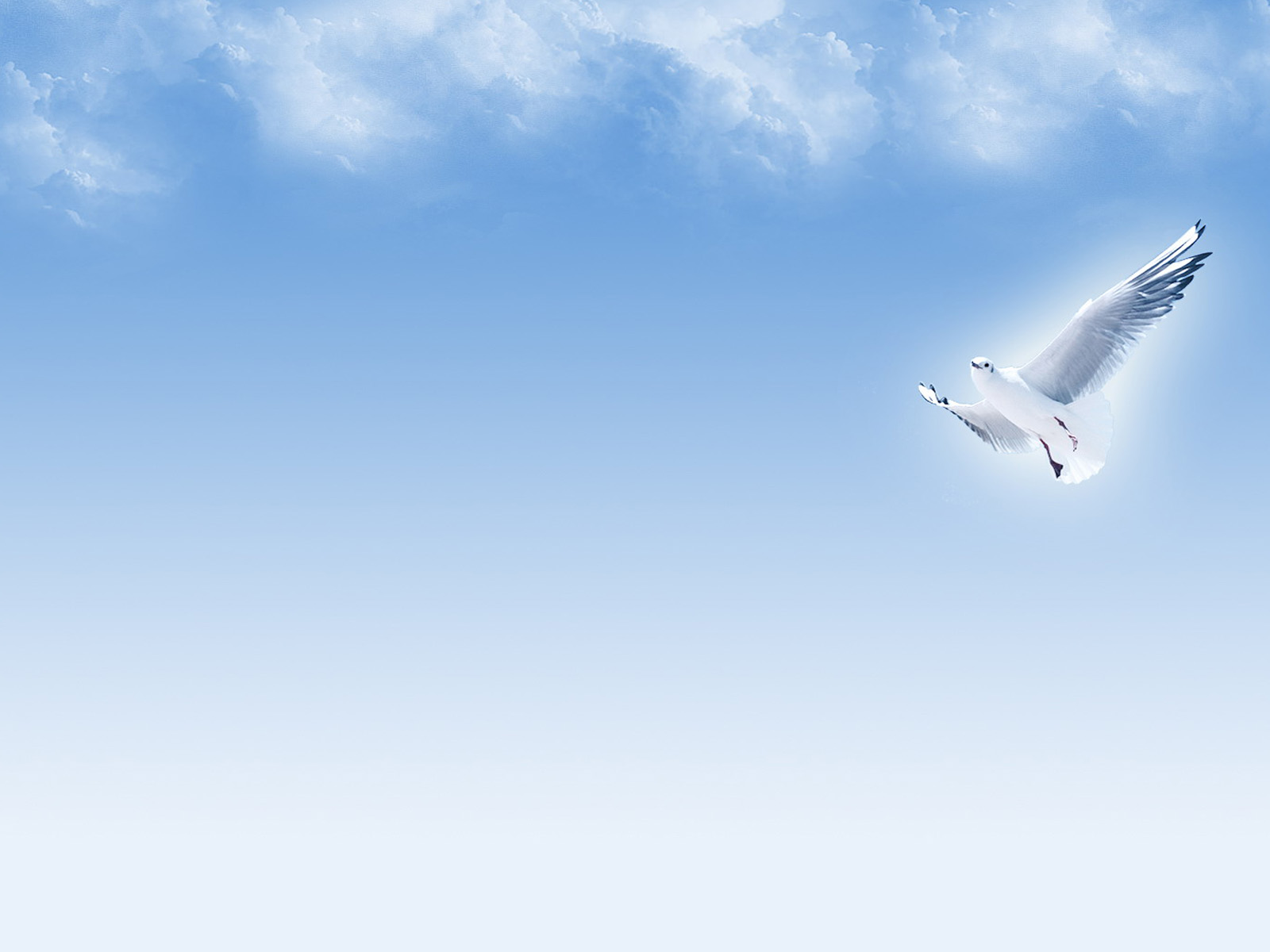White dove Powerpoint Backgrounds Free PPT Backgrounds