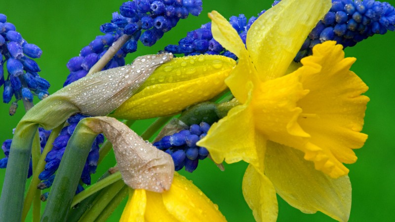 Name Daffodil And Hyacinth Wallpaper