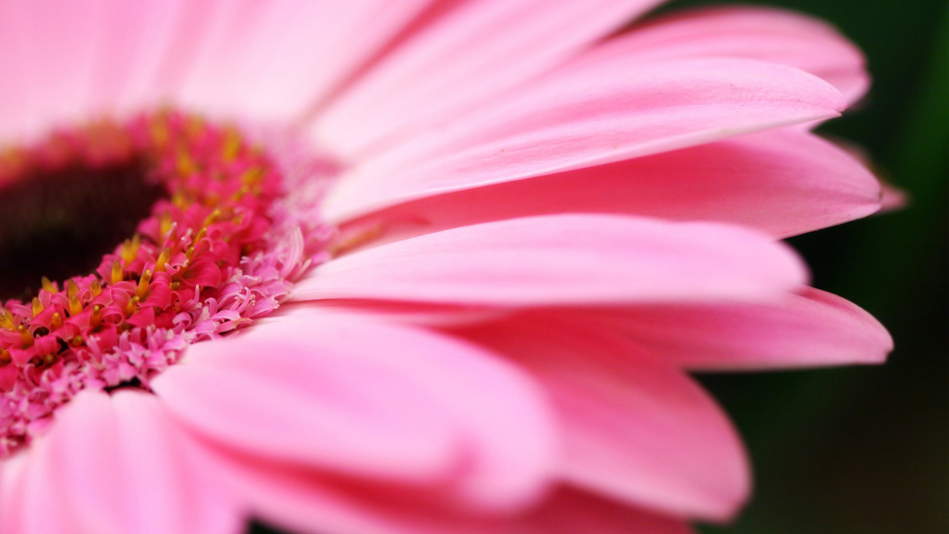 Pink Gerbera Flower Petals Daisy Abstract HD Wallpaper Memes