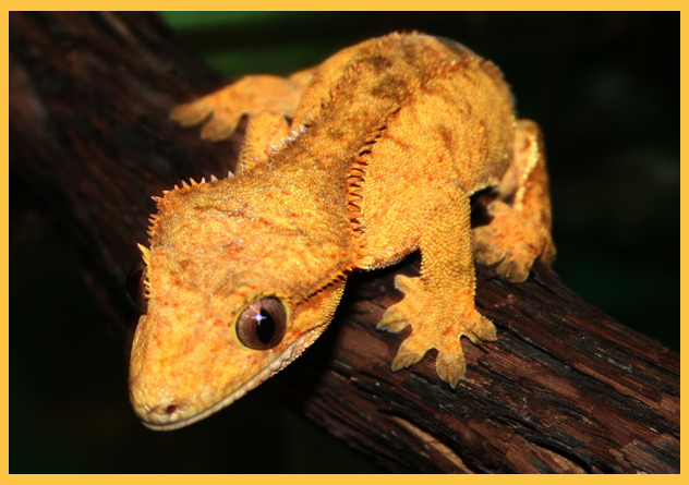 Crested Gecko Wallpaper By Mustache