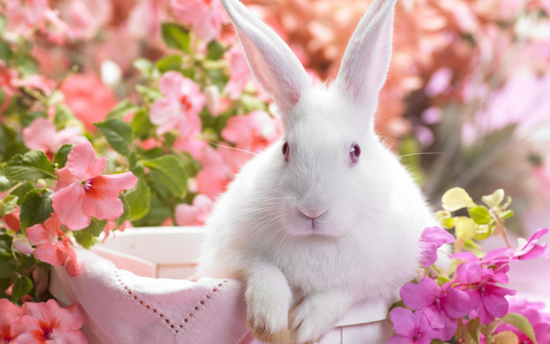 easter easter basket easter bunnies easter bunny flower flowers