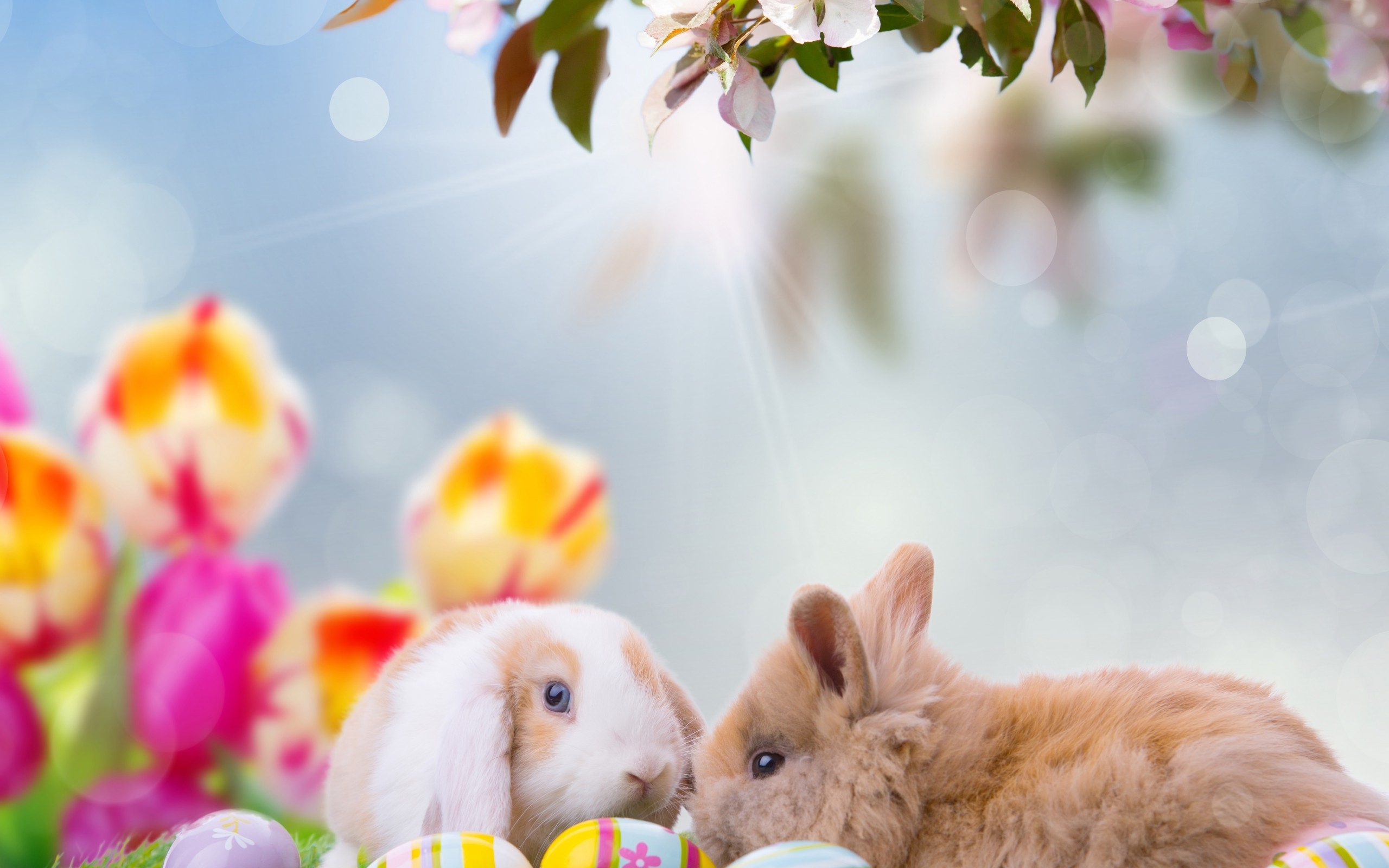 Easter Bunnies Widescreen Wallpaper