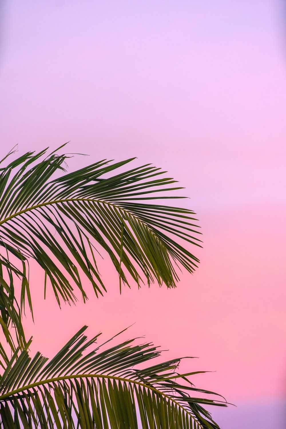 4k Summer Wallpaper