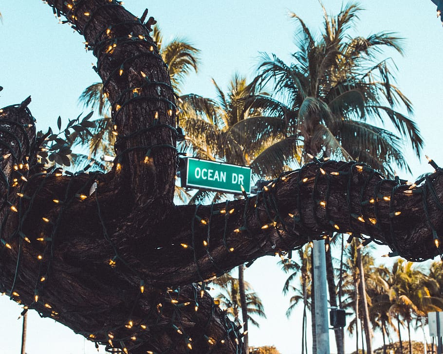 HD Wallpaper Symbol Sign Palm Tree Blue Sky Drive Miami Log