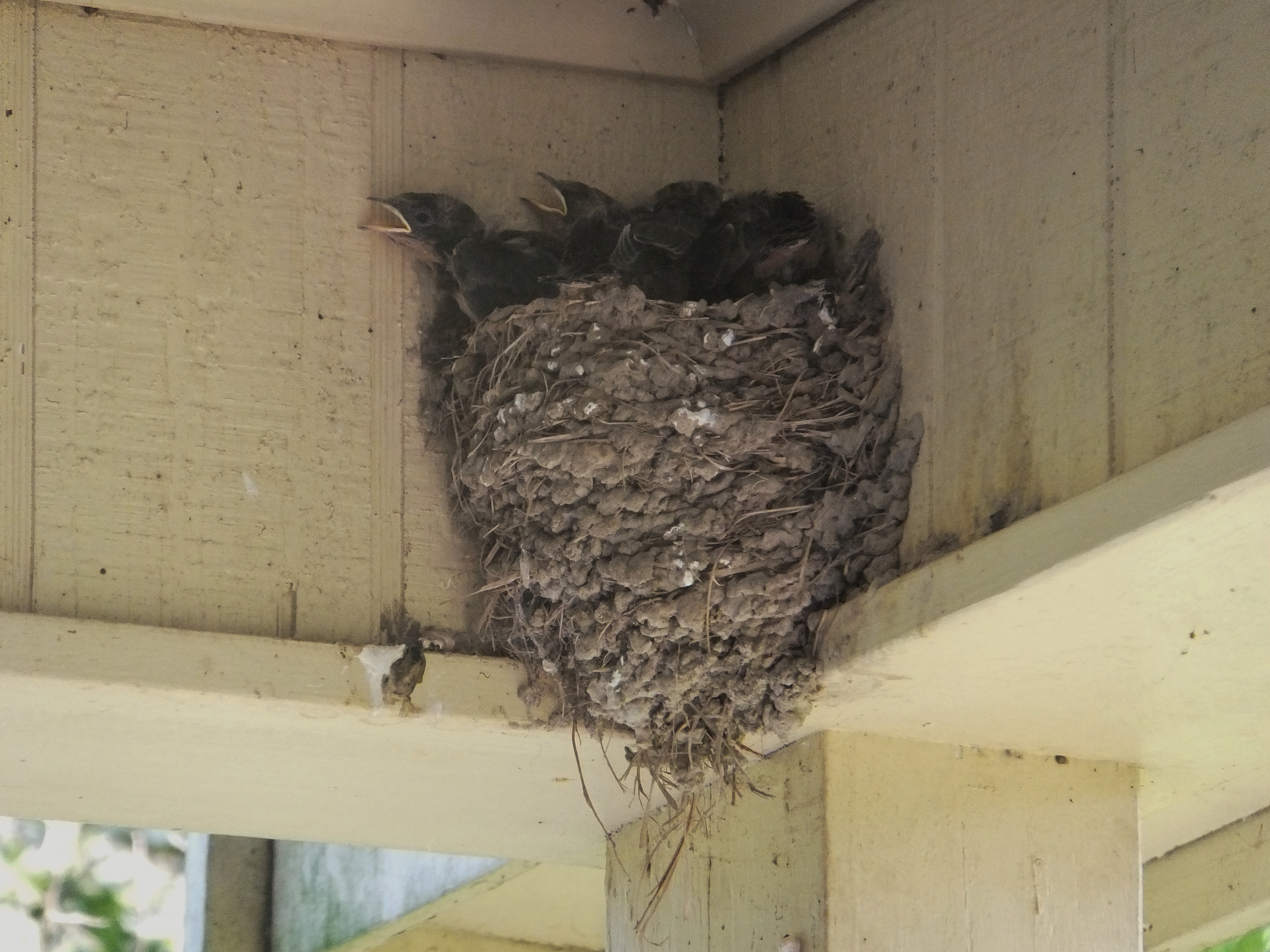 Some Barn Swallow Babies Crammed Into A Nest That Was Safely Tucked