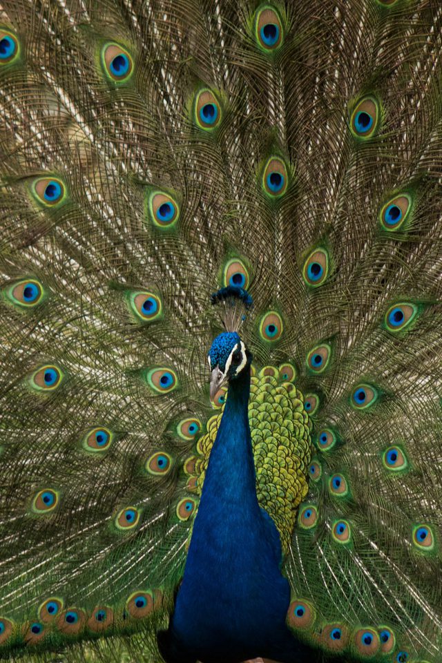 Peacock Animal Beautiful Nature iPhone Wallpaper