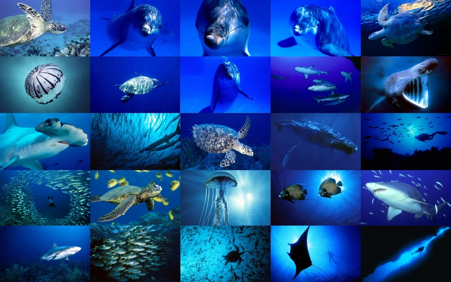 Sea Life Image Wallpaper Photos