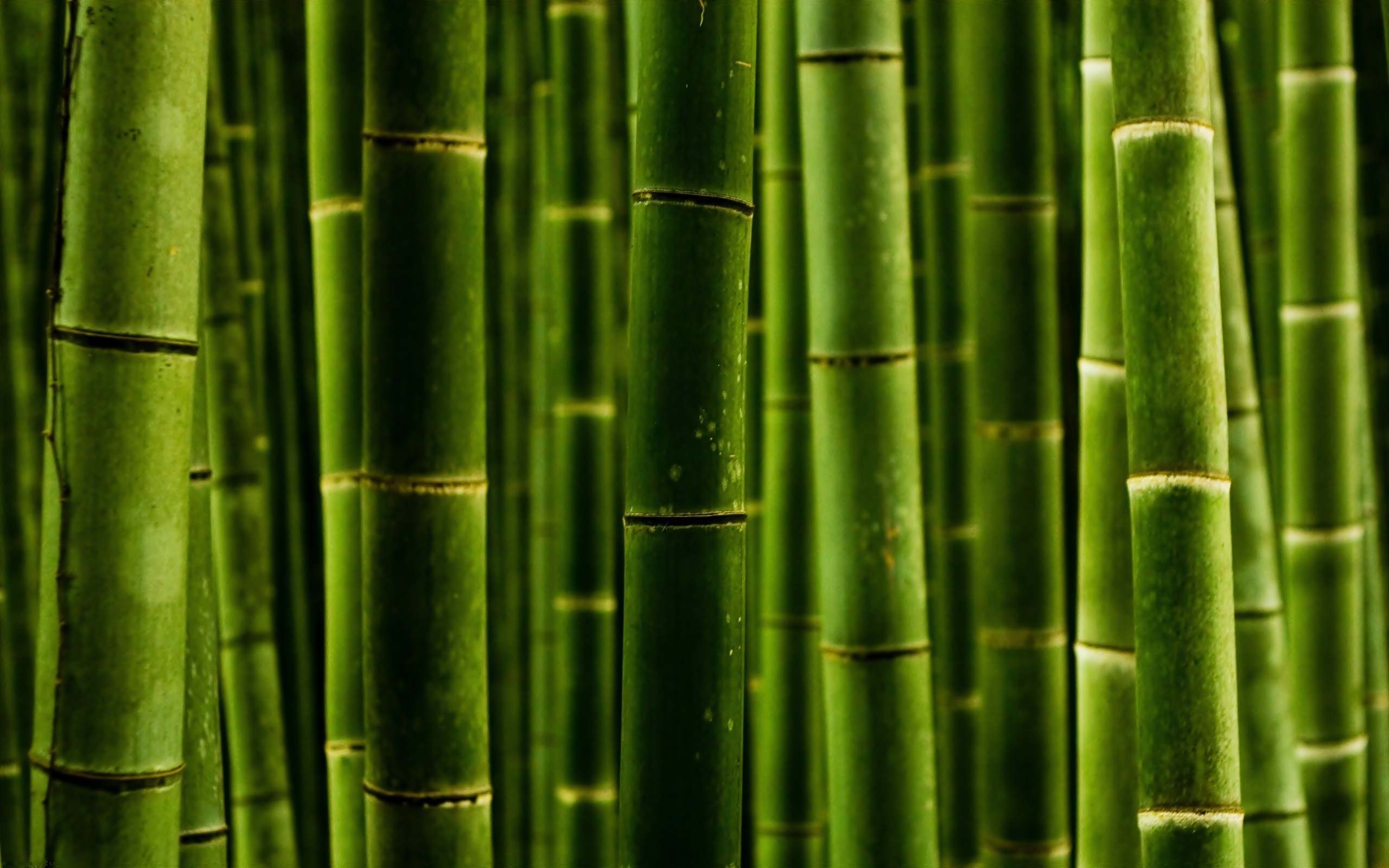 Nature Bamboo Wallpaper