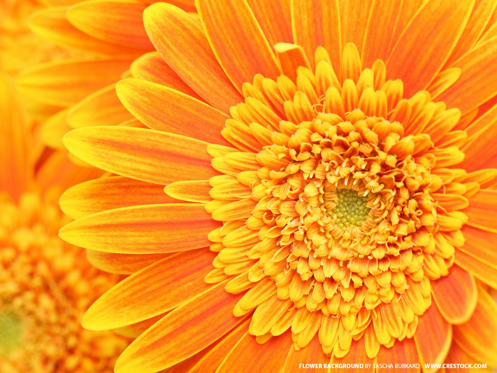 Flowers Wallpaper Orange