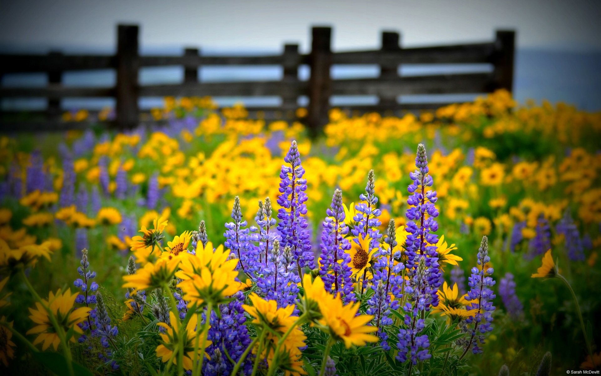 Most Popular Wildflower Wallpaper
