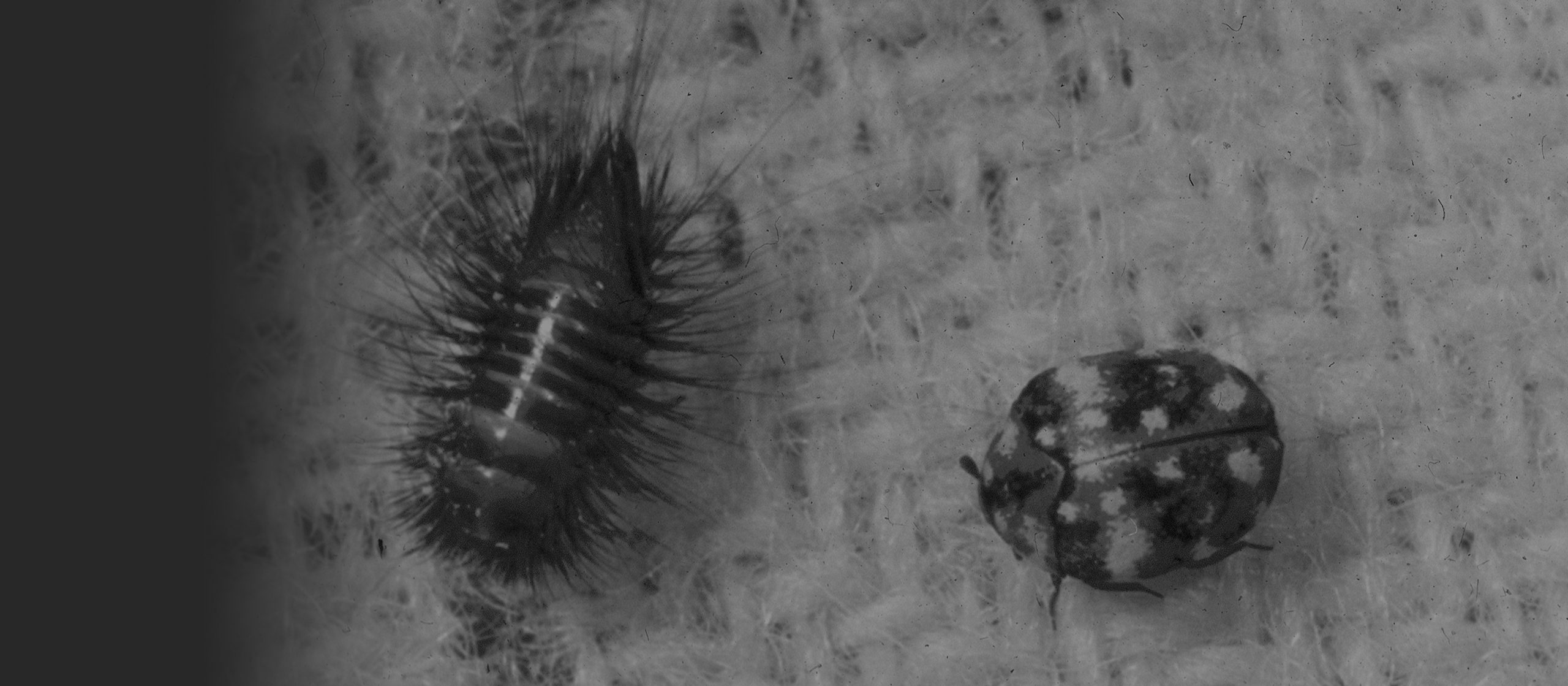 What Causes Carpet Beetles Get Rid Of Them Wallpaper
