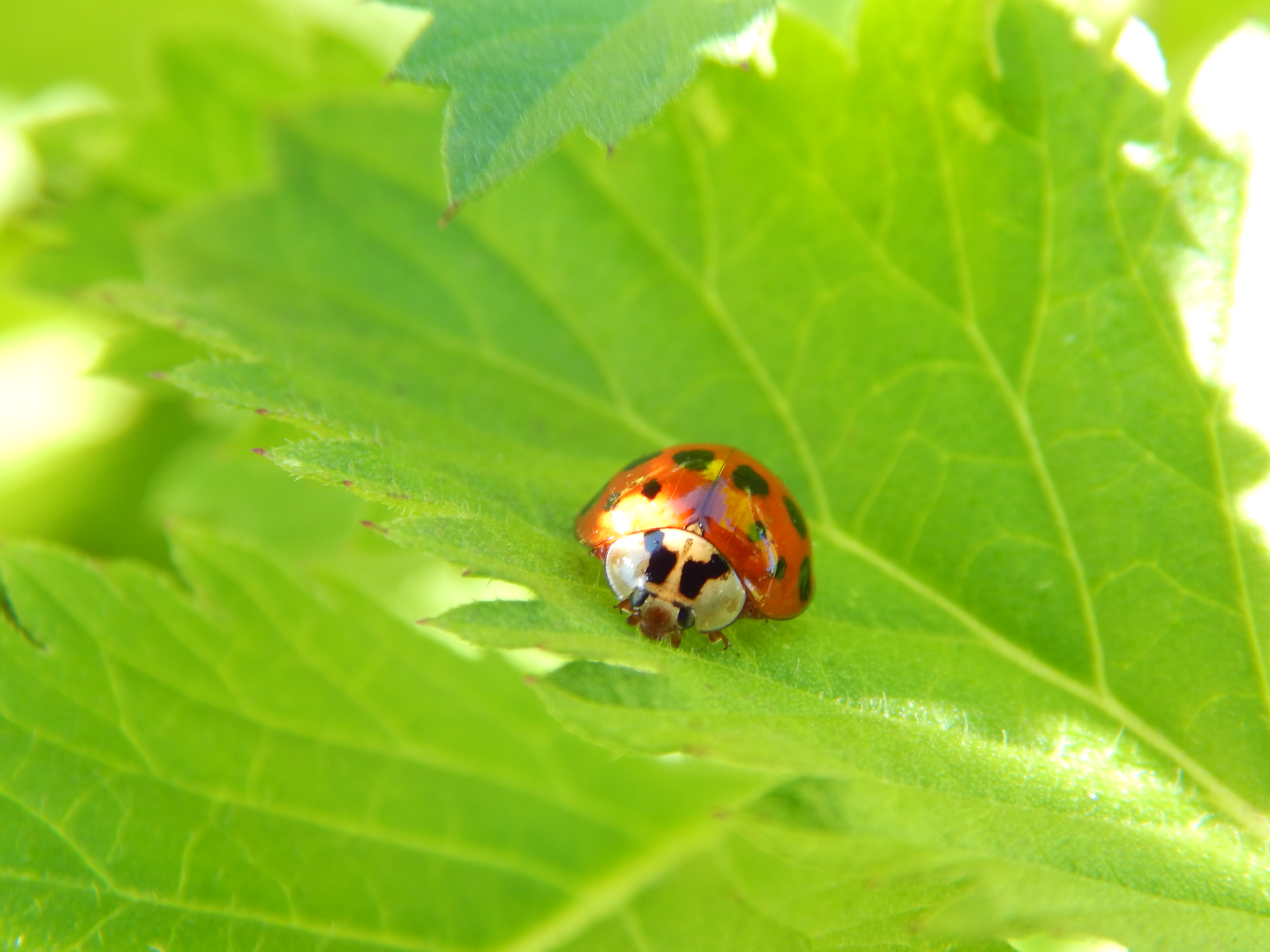 Beautiful Ladybug HD Wallpaper Desktop Puter