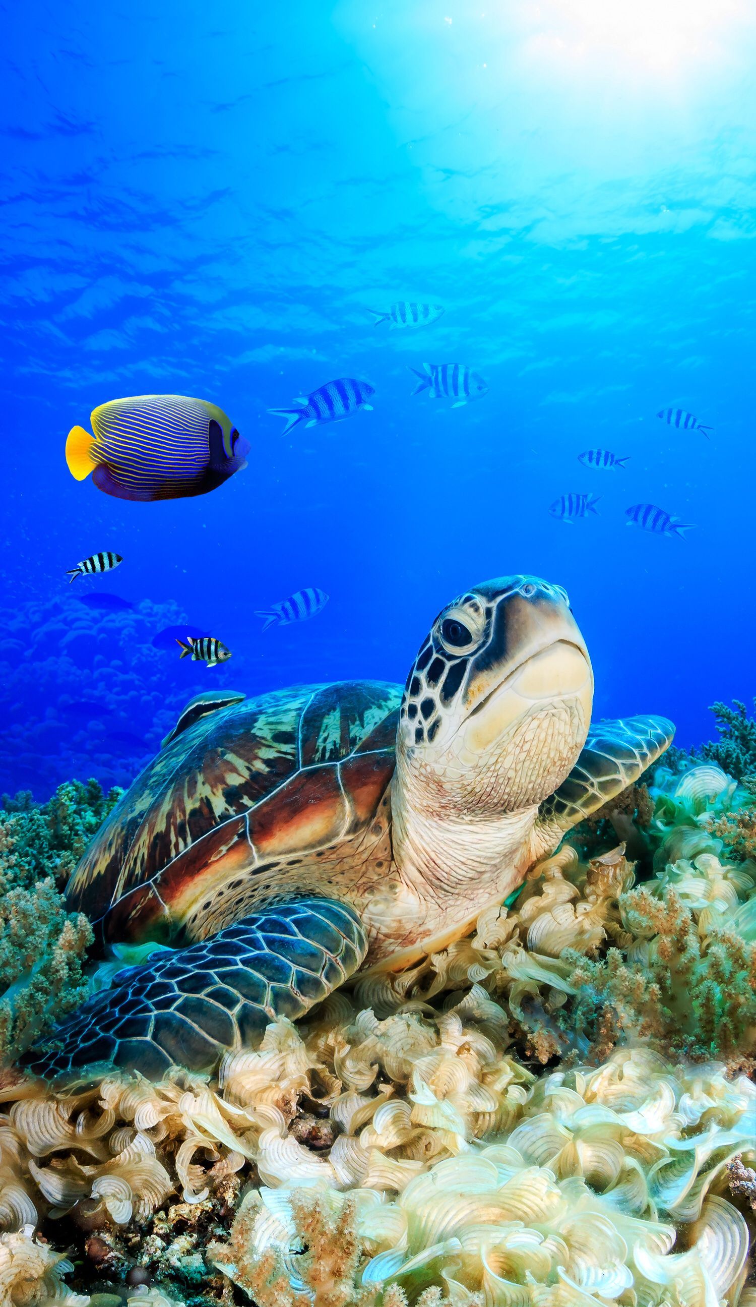 Honu Sea Turtle iPhone Wallpaper Top