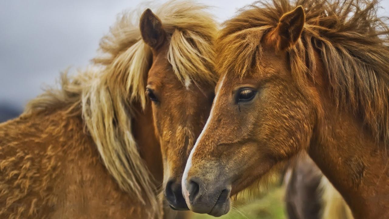 Horses Live Wallpaper Android Apps And Tests Androidpit