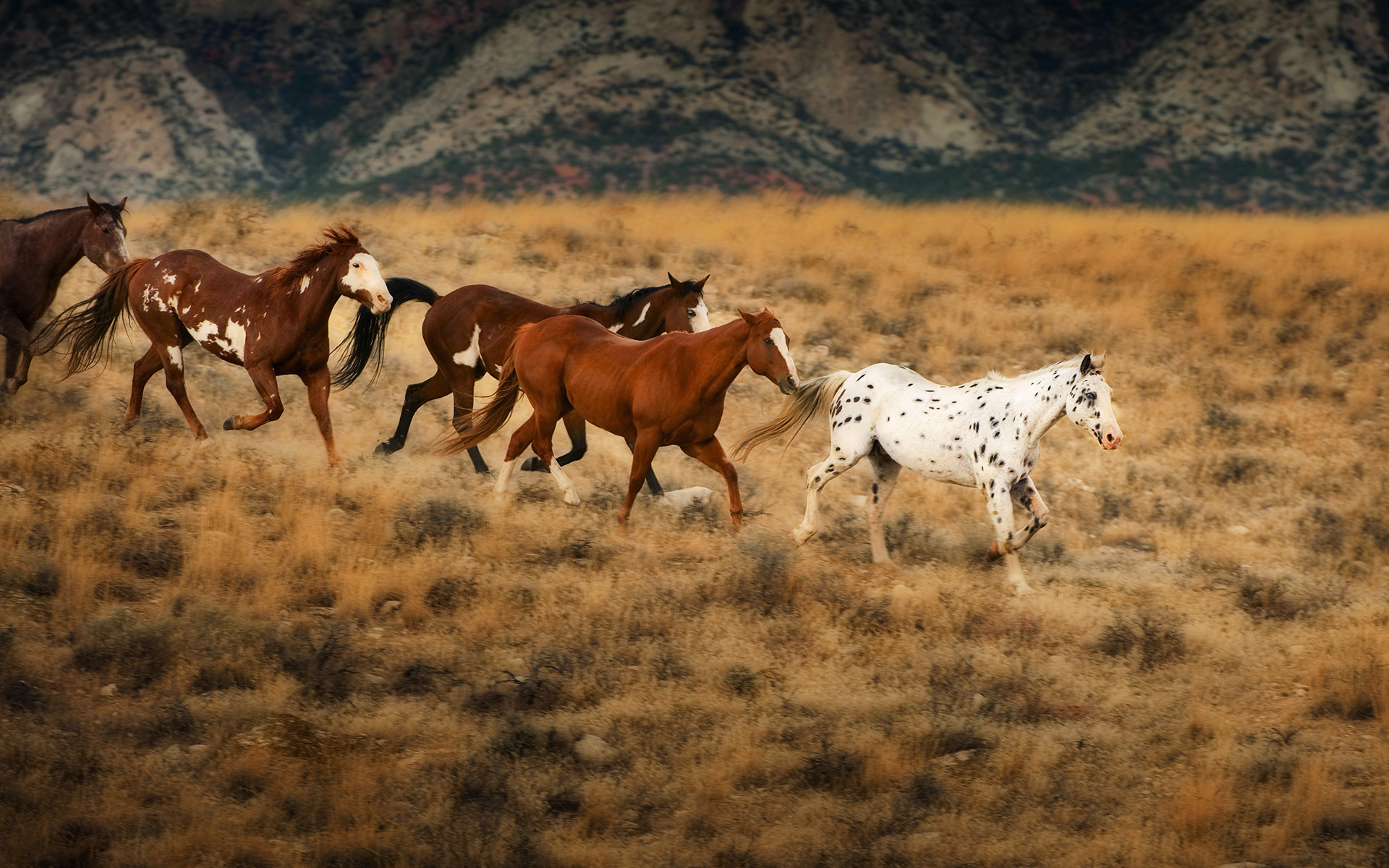 Wild Horses Poetry By Ronnie
