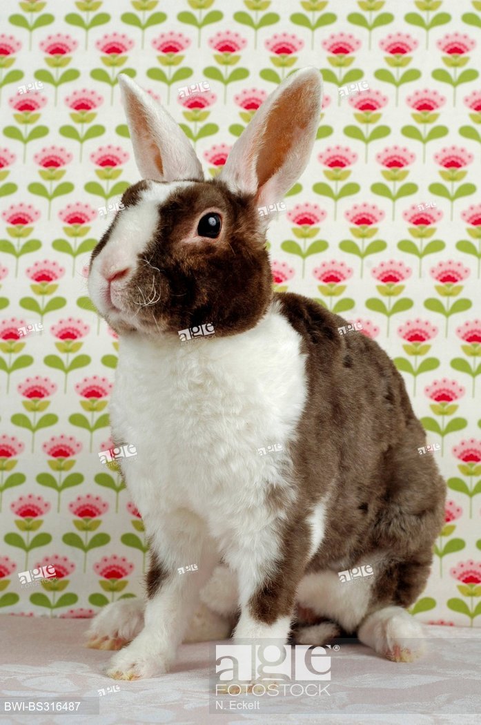Dwarf Rabbit Oryctolagus Cuniculus F Domestica Rex