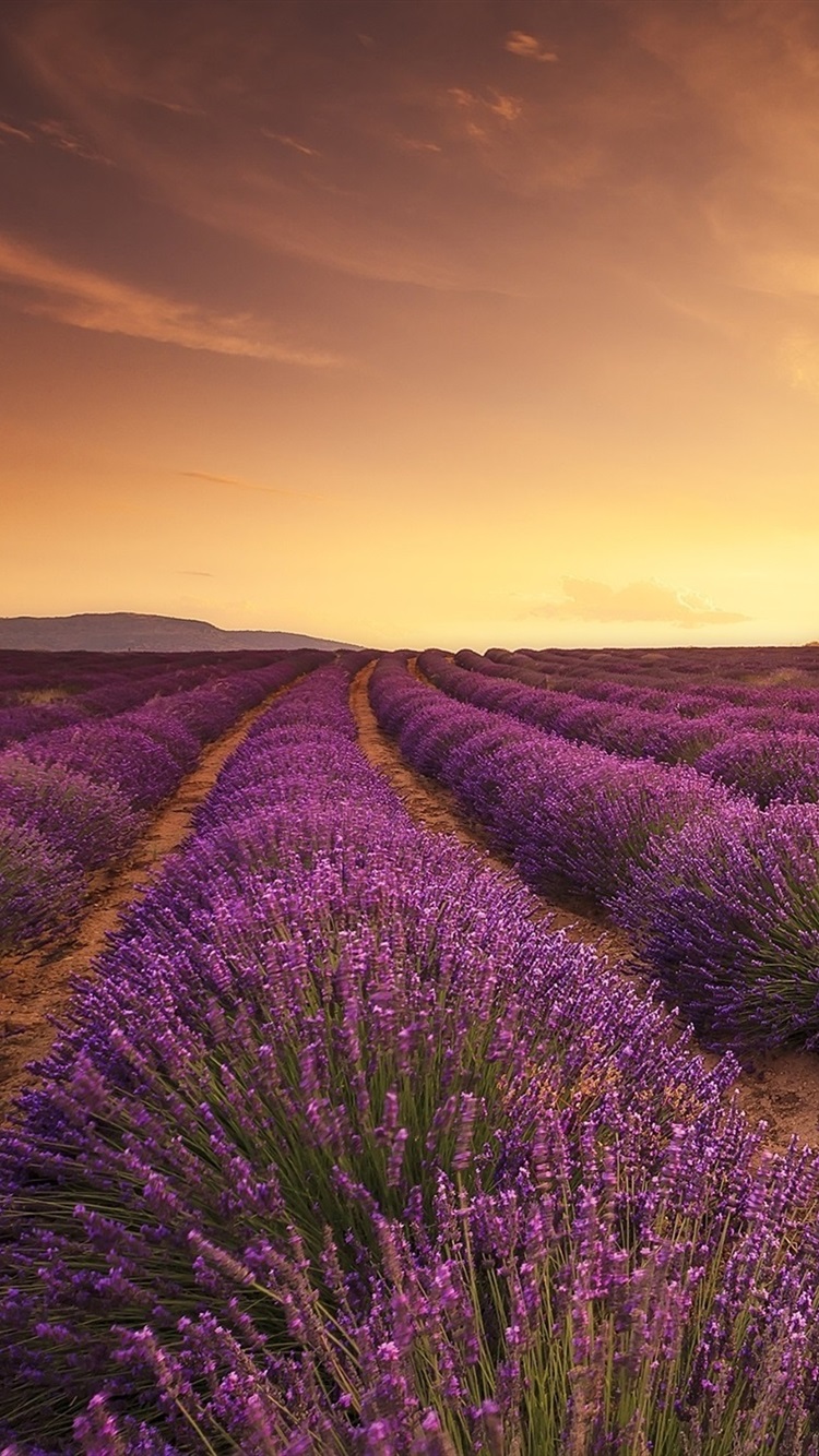 Lavender Field Sunset Sun Rays iPhone 6s