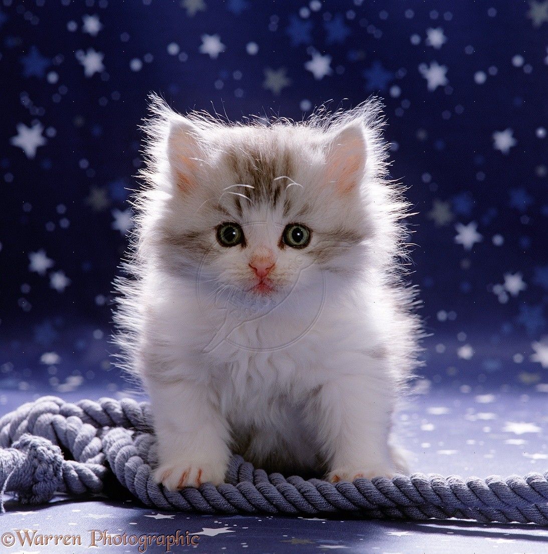 An adorable white and silver kitten sits in front of a starry blue background, perched on a thick, soft rope, creating a cute and whimsical scene