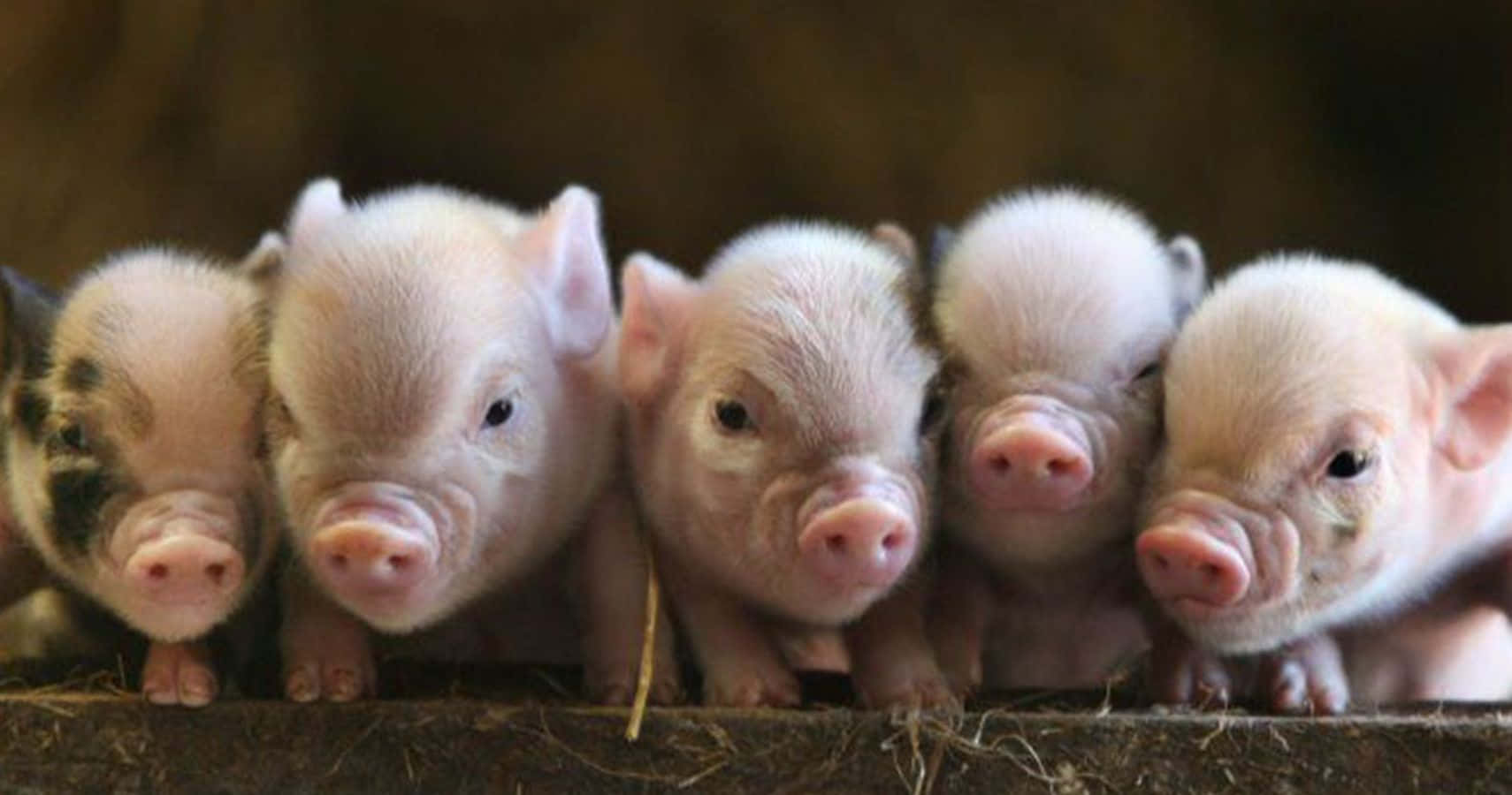 Cute Pig Picture Wallpaper